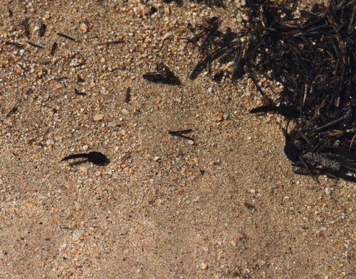iNaturalist observation photo of Yosemite Toad
