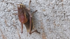 Psorodonotus
