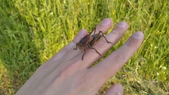 Psorodonotus