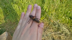 Psorodonotus