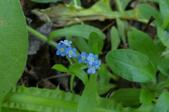 Myosotis sylvatica