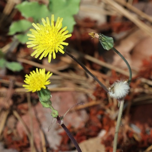 photo of Common Sow-thistle (Sonchus oleraceus)