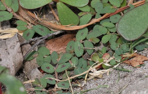 photo of Spotted Spurge (Euphorbia maculata)