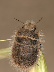 Irochrotus maculiventris