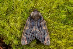 Arcte modesta