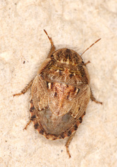 Menaccarus