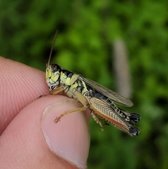 Melanoplus sanguinipes