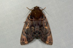 Arcte modesta