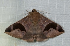 Bastilla joviana