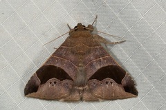 Bastilla joviana