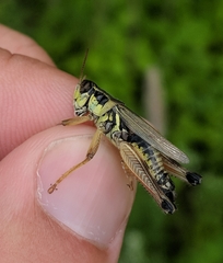 Melanoplus sanguinipes