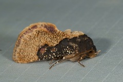 Batracharta nigritogata