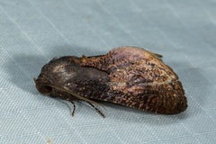 Batracharta cossoides