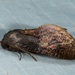 Batracharta cossoides - Photo (c) dhfischer, algunos derechos reservados (CC BY-NC), subido por dhfischer
