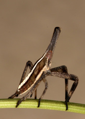 Almana longipes