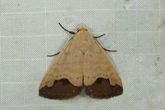 Bocula calthula