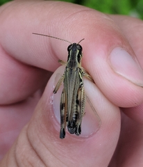 Melanoplus sanguinipes