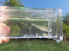 Atherinomorus stipes