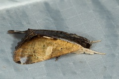 Ercheia multilinea