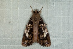 Ercheia pulchrivenula