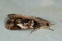 Ercheia pulchrivenula
