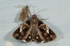 Ercheia pulchrivenula