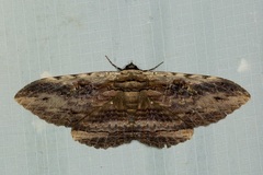 Anisoneura aluco