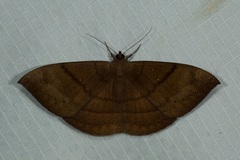 Lygniodes schoenbergi