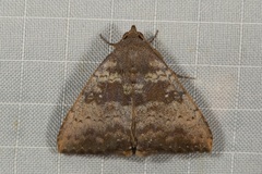 Scedopla umbrosa