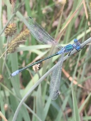 Lestes dryas