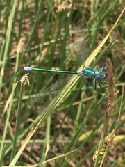 Lestes dryas