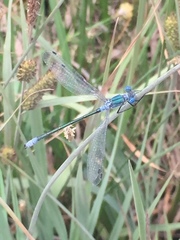 Lestes dryas