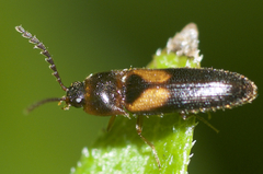 Ampedus areolatus