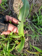 Polianthes geminiflora