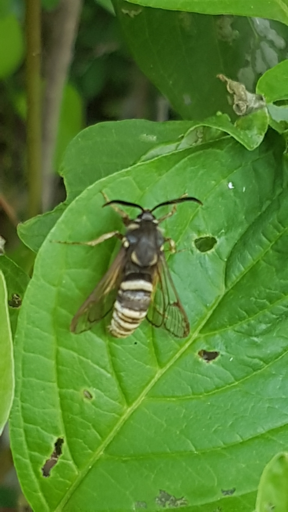 Spartans' clearwing