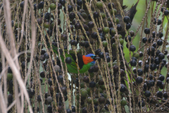 Tangara cyanocephala