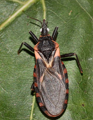 Triatoma sanguisuga