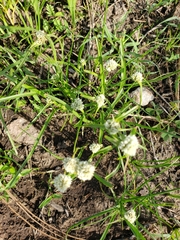 Cyperus sesquiflorus