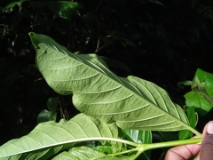 Vangueria madagascariensis