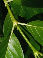 Vangueria madagascariensis