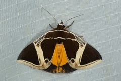 Fodina sumatrensis