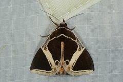 Fodina sumatrensis