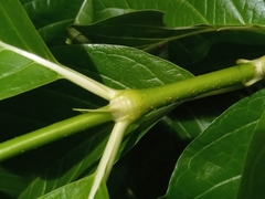 Vangueria madagascariensis