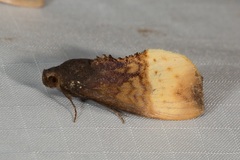 Heoeugorna flavicincta