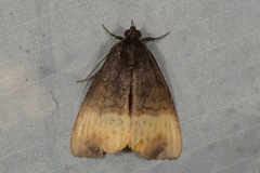 Heoeugorna flavicincta