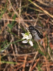 Thevenetimyia