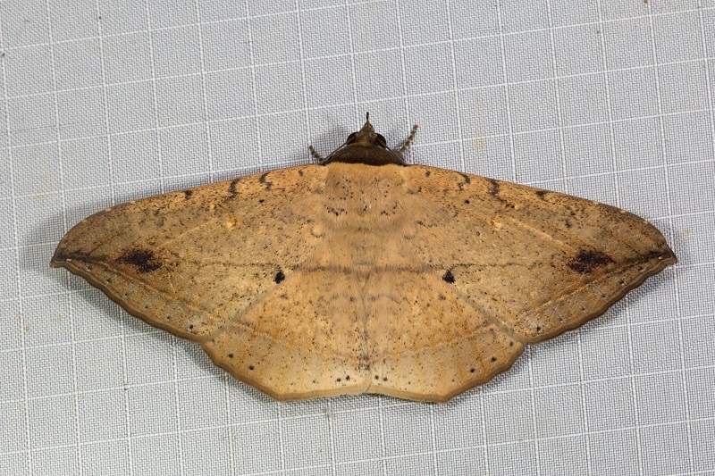 Hulodes donata