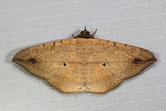 Hulodes donata