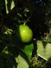 Vangueria madagascariensis