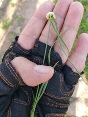 Cyperus sesquiflorus